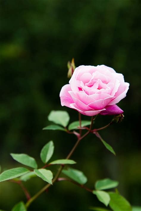 Rosa chinensis (Butterfly Rose, China Rose) | North Carolina Extension Gardener Plant Toolbox