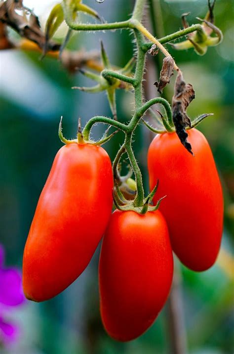 TOMATO 'San Marzano' seeds – Boondie Seeds