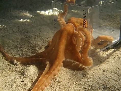 An octopus escaping through a 1 inch diameter hole : r/BeAmazed
