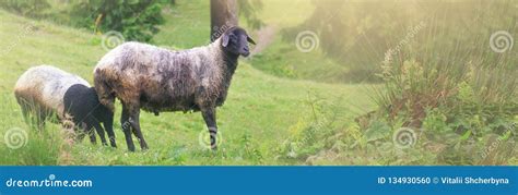 Sheep Grazing in a Beautiful Landscape. Summer Sunset Warm Light ...