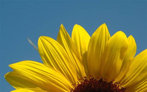 Sunflower close-up 06, HD wallpaper | Peakpx