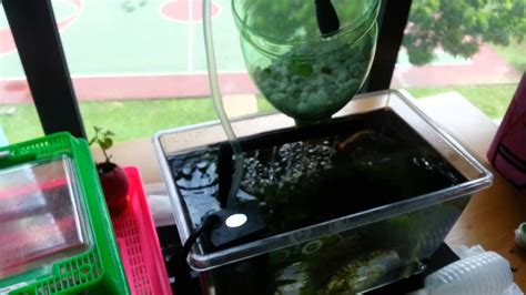 DIY mini aquaponics system (suited for shoebox apartments) - YouTube