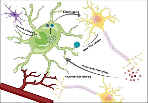 Frontiers | Astrocyte-Neuron Metabolic Crosstalk in Neurodegeneration: A Mitochondrial Perspective