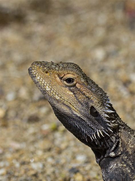 Pogona barbata: close-up | Pogona barbata (common bearded dr… | Flickr