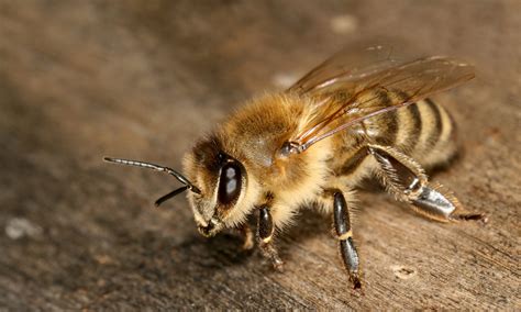 DESTACA CIAD CUAUHTÉMOC EN REPRODUCCIÓN DE ABEJAS REINAS - Centro de Investigación en ...