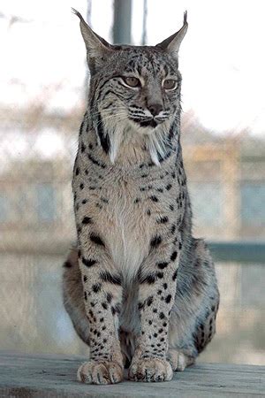 Animais em vias de extinção: Lince Ibérico