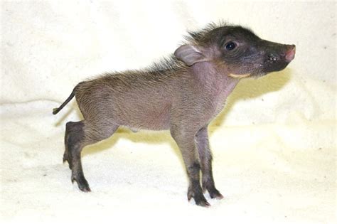 baby warthog :) | Baby animals, Baby warthog, Cute baby animals