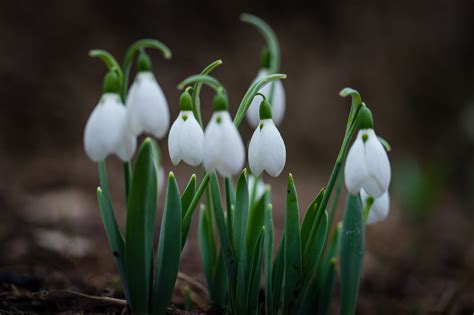 Wallpaper : flowers, nature, green, Canon, Sony, spring, snowdrops ...