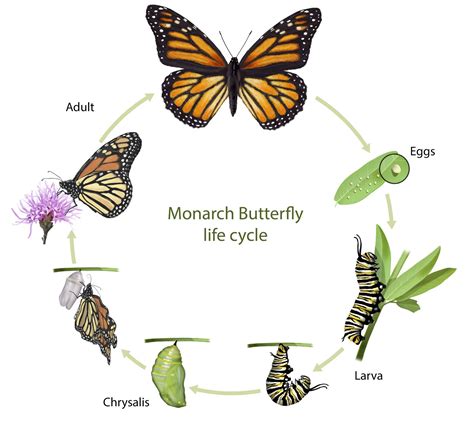 Monarch butterfly | Life Cycle, Caterpillar, Migration, Endangered, & Facts | Britannica