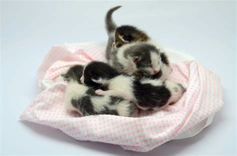 Cute Baby Kittens Photos, Download The BEST Free Cute Baby Kittens ...