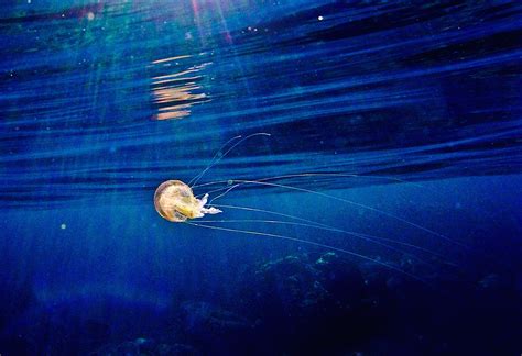 Mauve Stinger : r/snorkeling