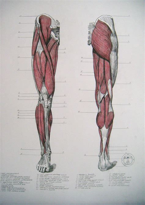 Leg Muscle Drawing at GetDrawings | Free download