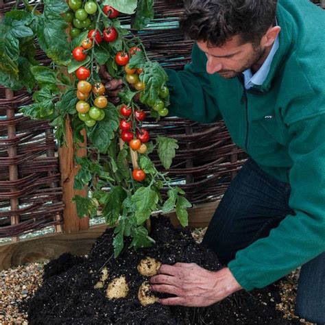 TomTato plant grows both tomatoes and potatoes