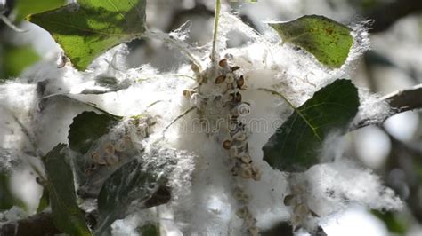 Poplar Blossom. Poplar Fluff Down. Fluffy White Poplar Flowers ...