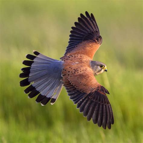 #only_raptors: Beautiful Birds of Prey Photography by Luciano Piazza ...