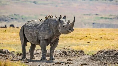 How does the Oxpecker Bird help with the anti-poaching of Rhino? – Saving The Survivors