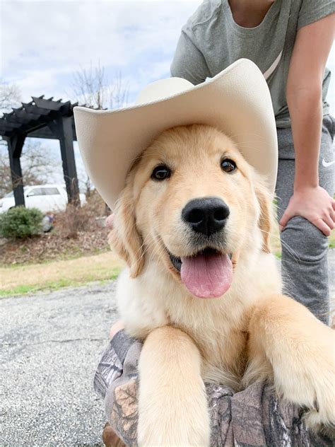 a dog wearing a cowboy hat is sitting on a pillow while a person stands behind him