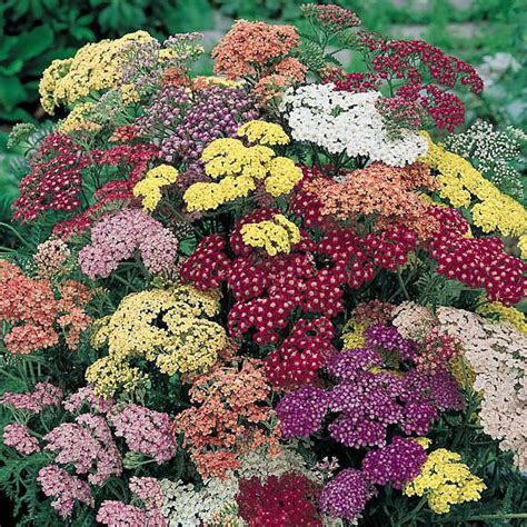 Yarrow Seeds - 7 Yarrows - Perennial Flower Seeds