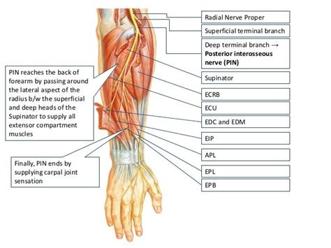 Radial Nerve | Earth's Lab