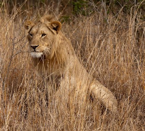 Free photo: Lion, South Africa, Savannah - Free Image on Pixabay - 235379