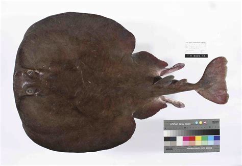 How do Electric Rays produce electricity? - The Australian Museum