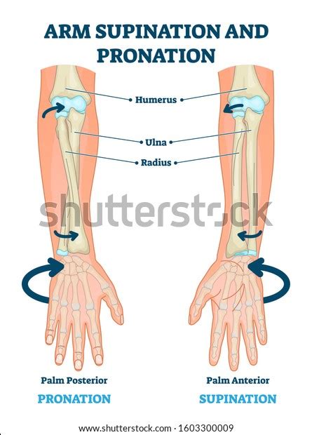 Arm Supination Pronation Vector Illustration Labeled: เวกเตอร์สต็อก ...