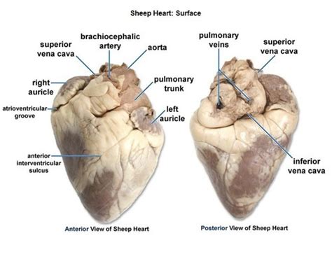 Pulmonary and Systemic Circuits Diagram | Quizlet