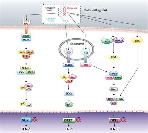 Multi-TLR Agonists | Review | InvivoGen