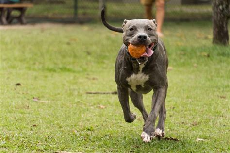 Black American Pitbull Terrier Puppies