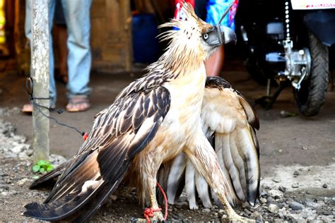 The philippine eagle | 💖Philippine Eagle: 11 Facts About The Philippines' National Bird