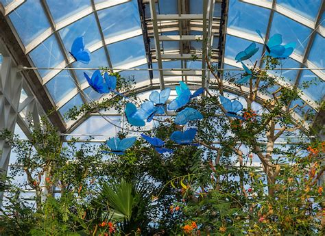 Butterflies and the Blues Combine at Butterfly House for Mardi Gras ...