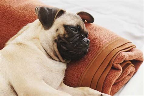 How to Stop a Pug Snoring: 19 Remedies to Halt the Snore Problem