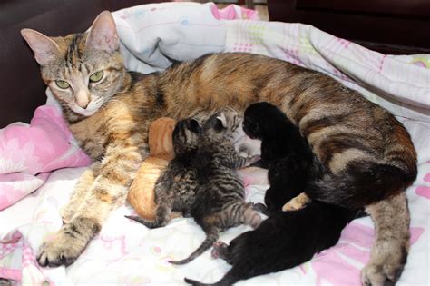 Gave birth 618 to 5 babies. shes such a good mother. | Cute cats HQ ...