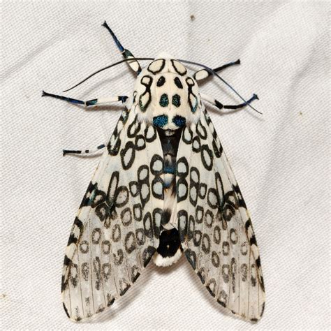 On the Subject of Nature: Mothing at Clear Creek: The Showy