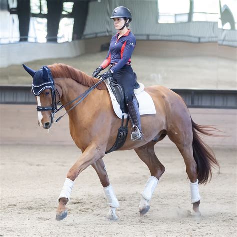 Dressage Horses | Warmblood Sales