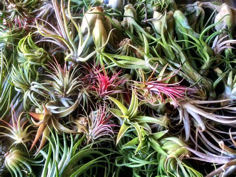 40 Stunning Photos Featuring Varieties and Types of Air Plants