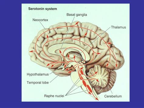 PPT - Location of Serotonin Neurons in the Raphe Nuclei PowerPoint ...