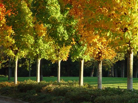 Urban Forestry » Orem