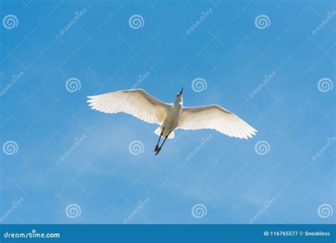 White Egret Flying Against Blue Sky Stock Image - Image of nature, beak ...