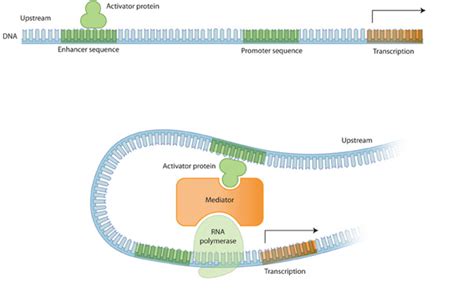 Gene Expression | Learn Science at Scitable