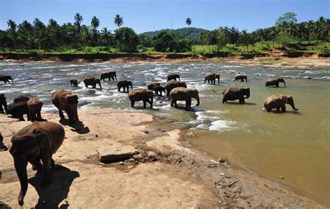 Pinnawala Elephant Orphanage