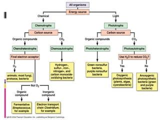 Microbial metabolism | PPT