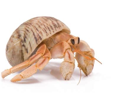 Hermit Crabs: The Molting Process - Learn About Nature