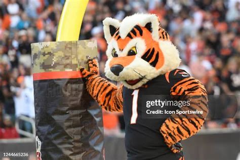 Cincinnati Bengals Mascot Photos and Premium High Res Pictures - Getty ...