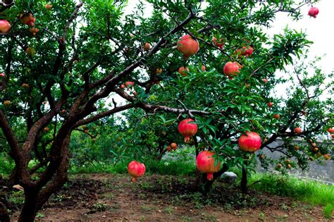 Pomegranate Tree Information | eHow