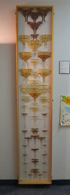 Taxidermy - Tall Display | Taxidermy, Insect taxidermy, Insect collection