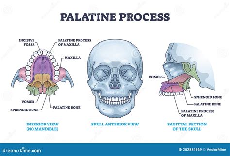 Palatine Process Section Anatomy with Maxilla Structure Outline Diagram Stock Vector ...