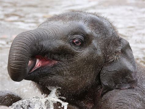 Baby Elephant Stock Photos - Image: 32612513