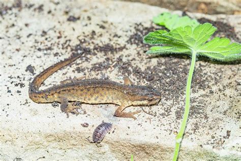 Smooth Newt Photograph by Georgette Douwma/science Photo Library - Fine ...