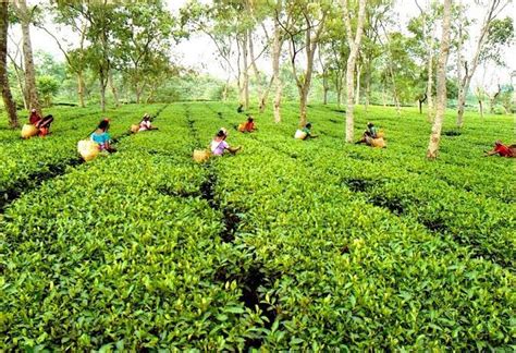 Significance of Assam for Tea – Namhah